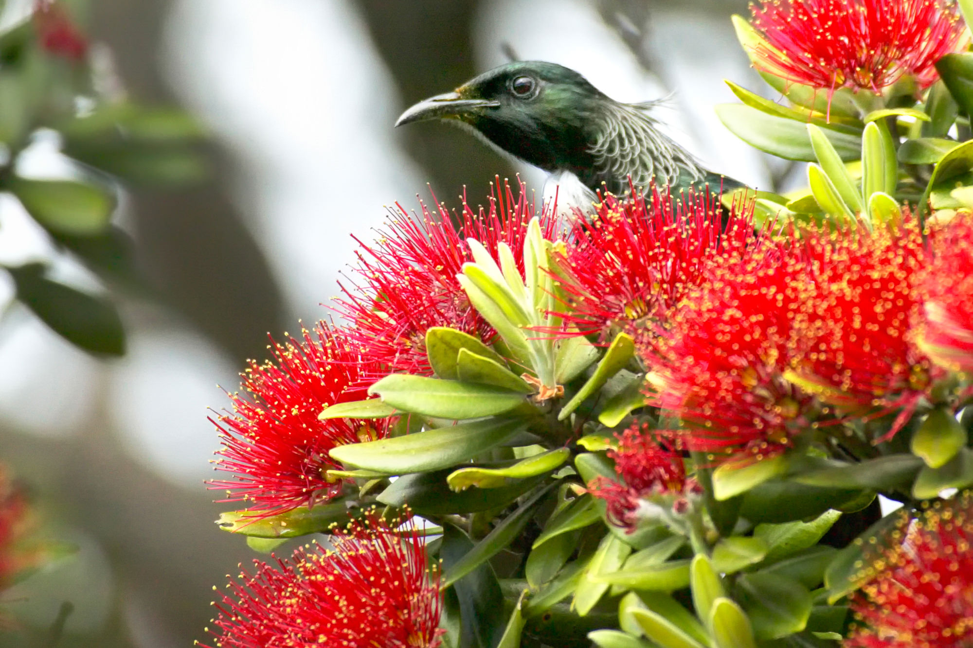Tui in einem Pohutukawa Baum, Neuseeland
